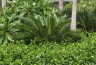 Youngtropical-landscaping-4.jpg; ?>