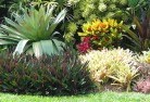 Youngtropical-landscaping-9.jpg; ?>